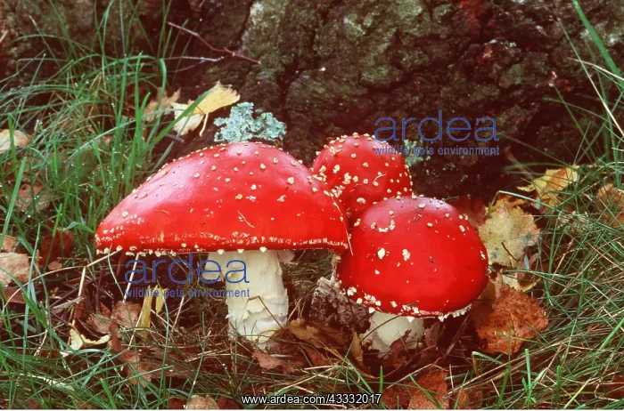 : FLY AGARIC FUNGI - three : FLY AGARIC FUNGI - three