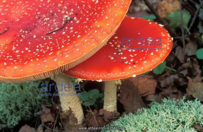 : Fly Agaric FUNGI - close-up. Woodland floor : Fly Agaric FUNGI - close-up. Woodland floor