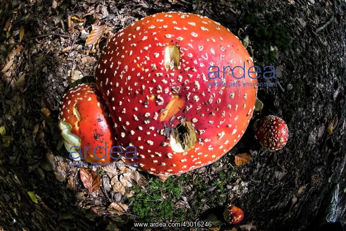  : Fly Agaric Fungus close up