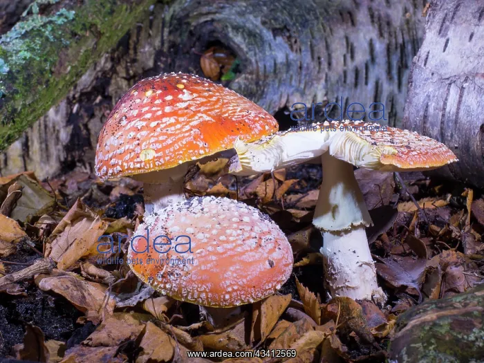 : Fly Agaric fungus - UK : Fly Agaric fungus - UK
