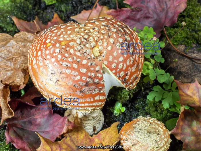 : Fly Agaric fungus - UK : Fly Agaric fungus - UK