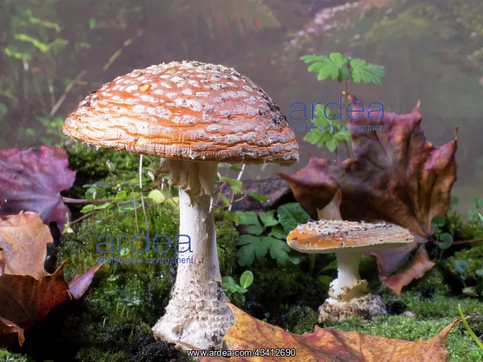 : Fly Agaric fungus - UK : Fly Agaric fungus - UK