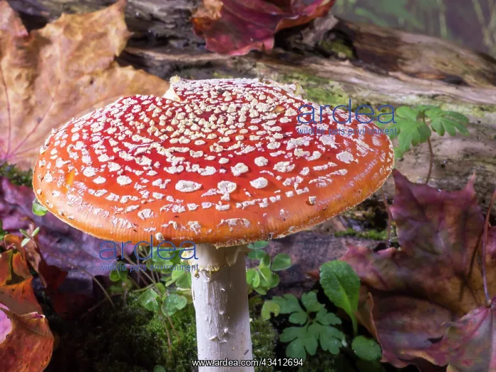 : Fly Agaric fungus - UK : Fly Agaric fungus - UK