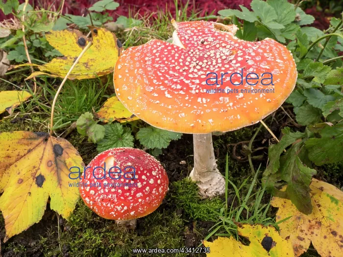 : Fly Agaric fungus - UK : Fly Agaric fungus - UK