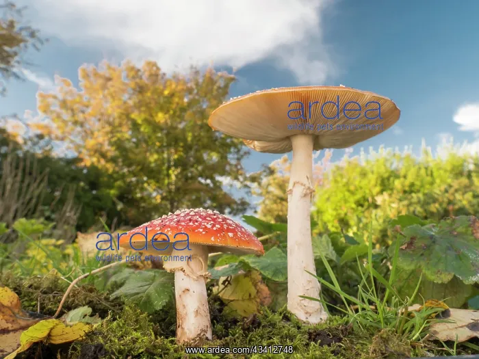 : Fly Agaric fungus - UK : Fly Agaric fungus - UK