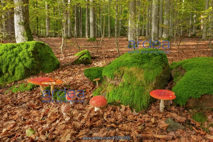 : Fly agaric - a group of fly agaric in a beech forest in autu : Fly agaric - a group of fly agaric in a beech forest in autu