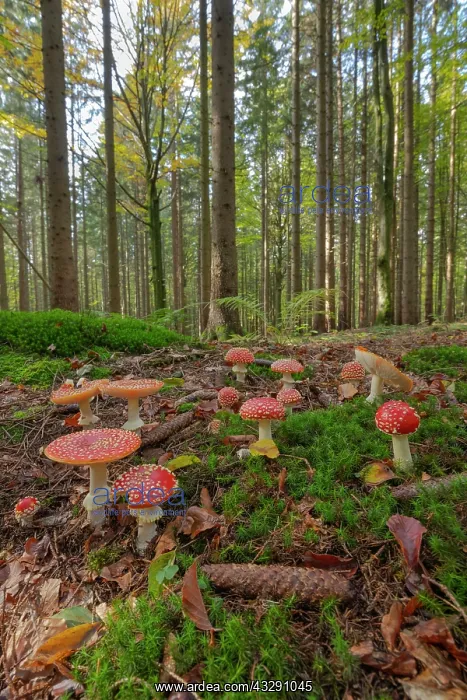 : Fly agaric - a group of fly agaric in a coniferous forest in : Fly agaric - a group of fly agaric in a coniferous forest in