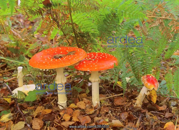 : Fly agaric - several individuals growing in birch forest : Fly agaric - several individuals growing in birch forest