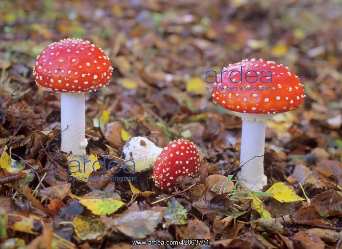 : Fly agaric - several individuals growing in birch forest : Fly agaric - several individuals growing in birch forest
