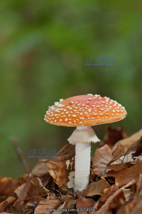  : Fly Agaric Mushroom amongst autumn leaves