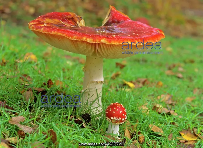 : Fly agaric - old and very big individual providing : Fly agaric - old and very big individual providing