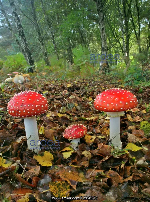 : Fly agaric - several specimen in forest with birch trees : Fly agaric - several specimen in forest with birch trees