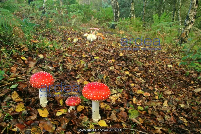 : Fly agaric - several specimens in forest with birch trees : Fly agaric - several specimens in forest with birch trees
