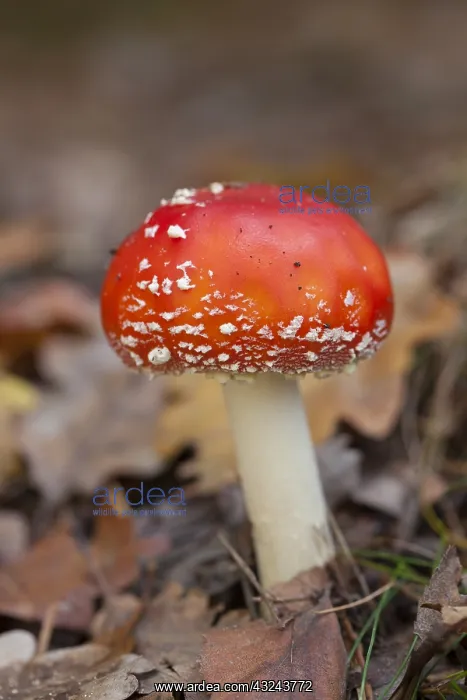 : Fly Agaric - toadstool in a forest - Saxony, Germany : Fly Agaric - toadstool in a forest - Saxony, Germany
