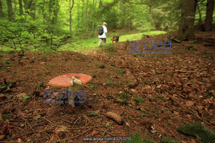 : Fly Agaric in undergrowth and walker - France : Fly Agaric in undergrowth and walker - France