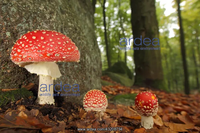 : Three fly agarics (Amanita muscaria) (Agaricales) : Three fly agarics (Amanita muscaria) (Agaricales)