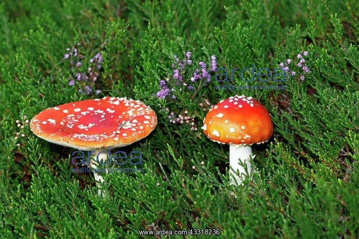  : Fly agarics (Amanita muscaria) in Common Heather