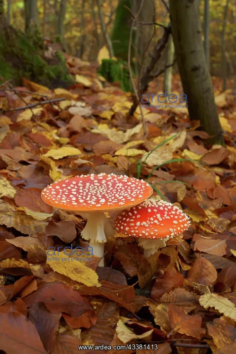 : Two fly agarics (Amanita muscaria) in a forest : Two fly agarics (Amanita muscaria) in a forest