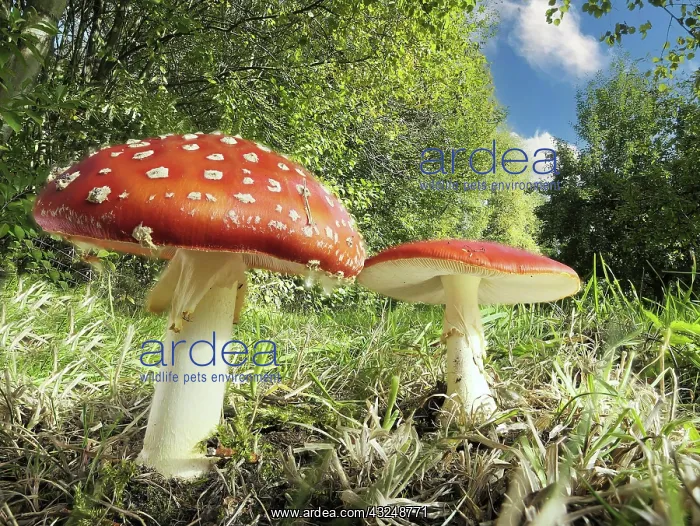 : Fly agarics (Amanita muscaria) growing at the edge : Fly agarics (Amanita muscaria) growing at the edge