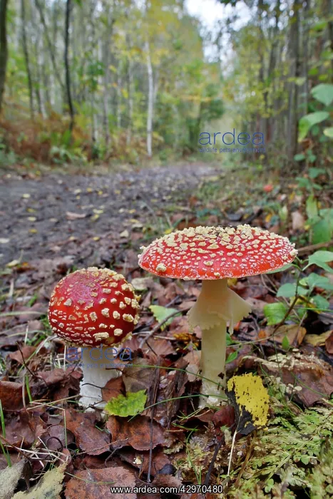 : Fly Agarics - Blean Woods - Autumn : Fly Agarics - Blean Woods - Autumn