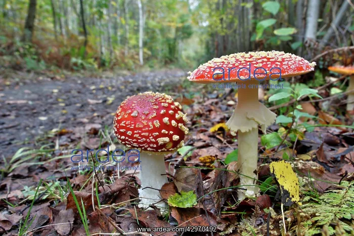 : Fly Agarics - Blean Woods - Autumn : Fly Agarics - Blean Woods - Autumn