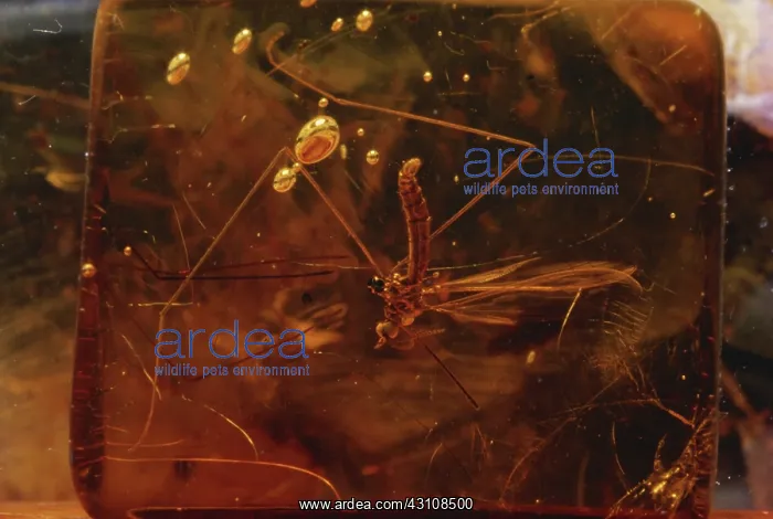 : Fly in Amber : Fly in Amber