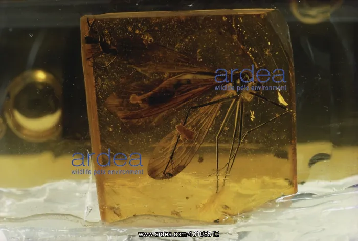 : Fly in Amber : Fly in Amber