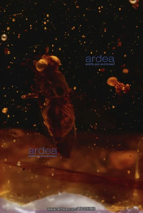 : Fly in Amber : Fly in Amber