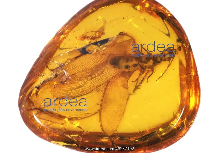: Fly in Amber, East Prussia : Fly in Amber, East Prussia