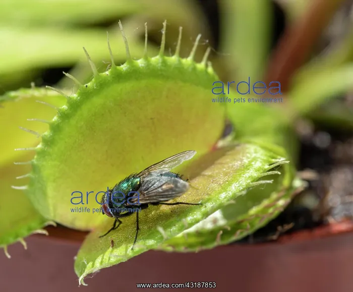 : Fly (Brachycera) in Venustrap (Dionaea muscipula) : Fly (Brachycera) in Venustrap (Dionaea muscipula)