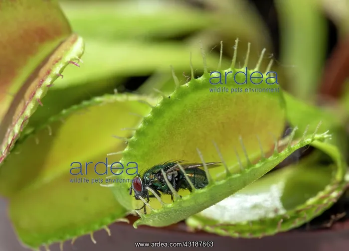 : Fly (Brachycera) in Venustrap (Dionaea muscipula) : Fly (Brachycera) in Venustrap (Dionaea muscipula)