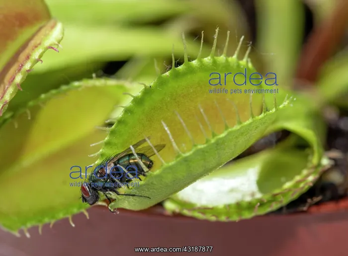 : Fly (Brachycera) in Venustrap (Dionaea muscipula) : Fly (Brachycera) in Venustrap (Dionaea muscipula)