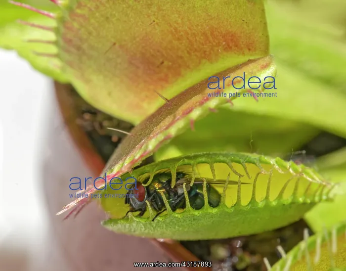  : Fly (Brachycera) in Venustrap (Dionaea muscipula)