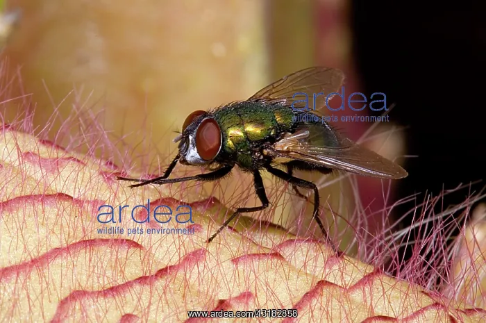 : Fly on Carrion Flower : Fly on Carrion Flower