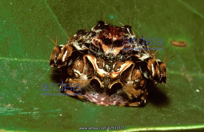 : Fly-catching spider. It does not make a web: it : Fly-catching spider. It does not make a web: it