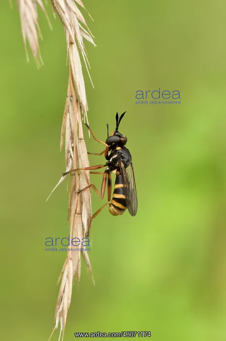 : Fly (Conops quadrifasciatus). Vrangeskov, Denmark : Fly (Conops quadrifasciatus). Vrangeskov, Denmark