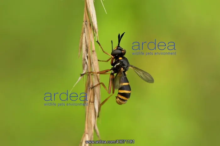 : Fly (Conops quadrifasciatus). Vrangeskov, Denmark : Fly (Conops quadrifasciatus). Vrangeskov, Denmark