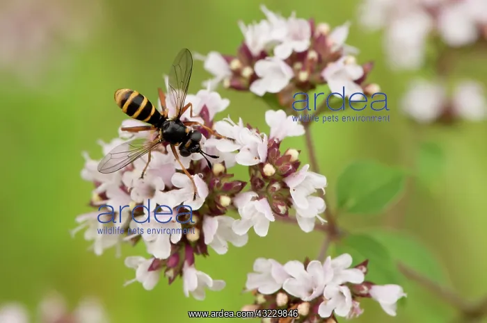 : Fly (Conops quadrifasciatus). Vrangeskov, Denmark : Fly (Conops quadrifasciatus). Vrangeskov, Denmark