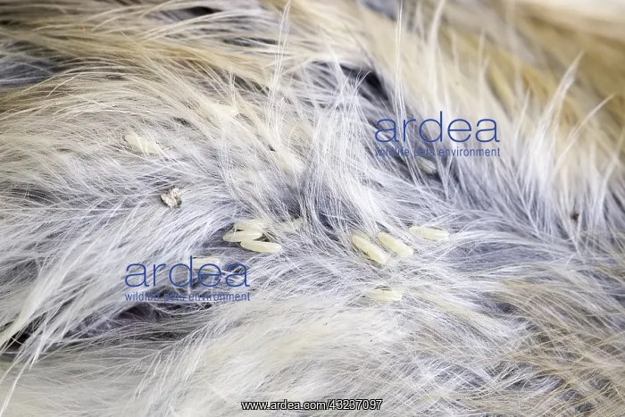  : Fly Eggs on body of dead bird, Norfolk UK