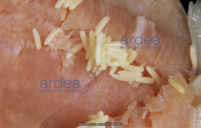  : Fly eggs on ham