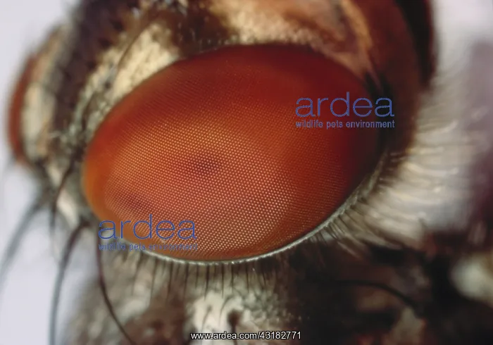 : Fly eye. Eye of a fly : Fly eye. Eye of a fly