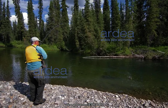 : Fly fishing, angler, fighting Arctic Grayling (Thymallus : Fly fishing, angler, fighting Arctic Grayling (Thymallus