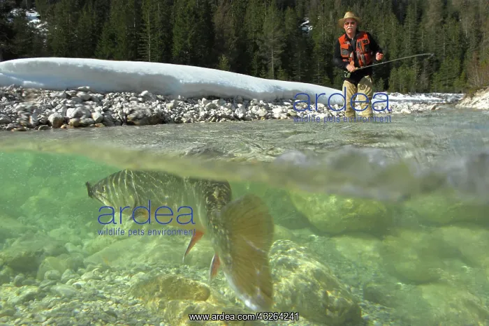 : Fly fishing, catching a char, Leutasch, Tyrol, Austria : Fly fishing, catching a char, Leutasch, Tyrol, Austria