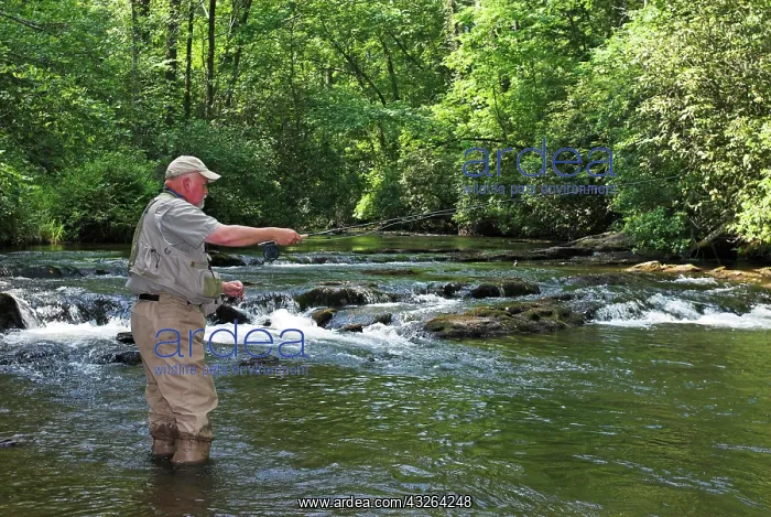 : Fly fishing in northern Georgia, USA, North America : Fly fishing in northern Georgia, USA, North America