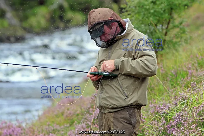 : Fly Fishing - for trout and salmon - Fisherman : Fly Fishing - for trout and salmon - Fisherman