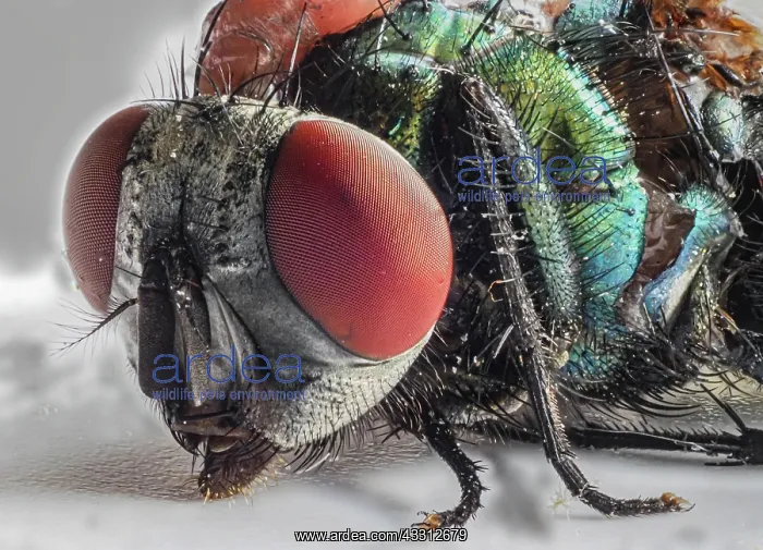 : Fly head, close-up, Baden-Baden, Baden-Wurttemberg : Fly head, close-up, Baden-Baden, Baden-Wurttemberg