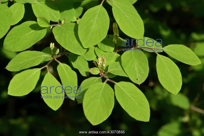 : Fly Honeysuckle (Lonicera xylosteum). Allindelille : Fly Honeysuckle (Lonicera xylosteum). Allindelille