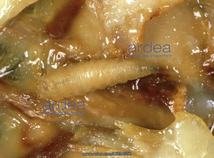 : Fly larva feeding on meat : Fly larva feeding on meat