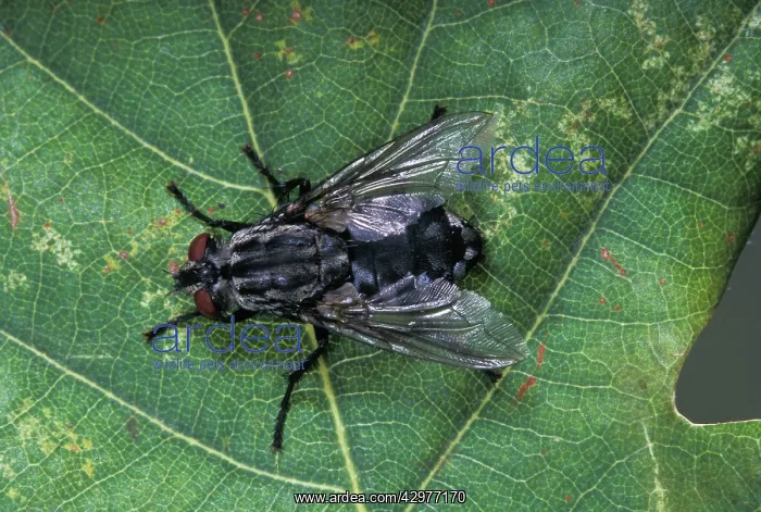: Fly - on a leaf : Fly - on a leaf