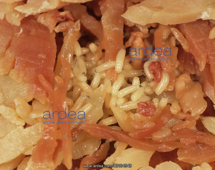 : Fly maggots on ham : Fly maggots on ham